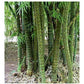 Bambusa tuldoides Buddha Belly Bamboo