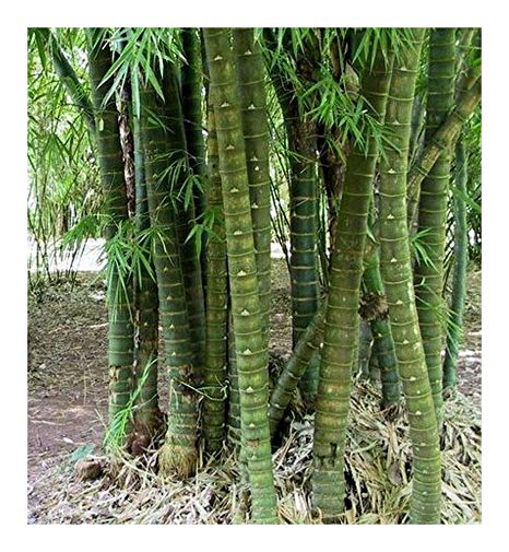 Bambusa tuldoides Buddha Belly Bamboo – The Exotic Seed Emporium