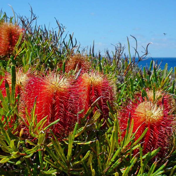 Banksia occidentalis