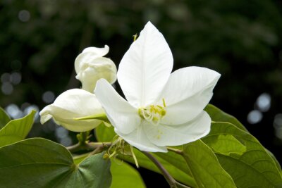 Bauhinia Acuminata - Snowy tree orchid