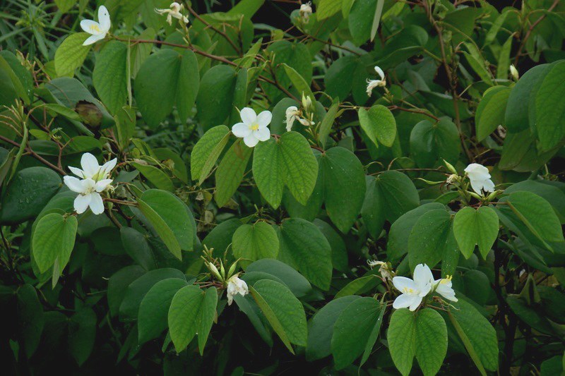 Bauhinia Acuminata - Snowy tree orchid