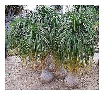 Beaucarnea recurvata elephant-foot