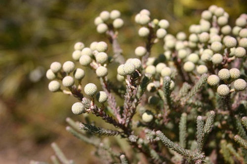 Berzelia Burchellii