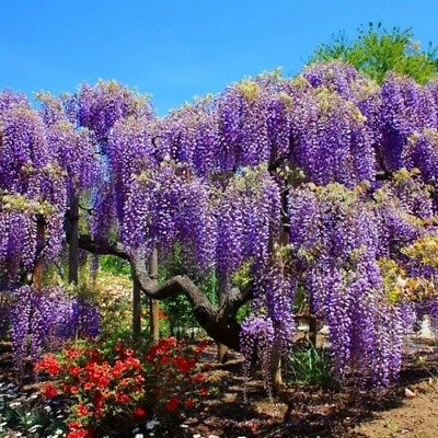 bolusanthus speciosus - Wisteria