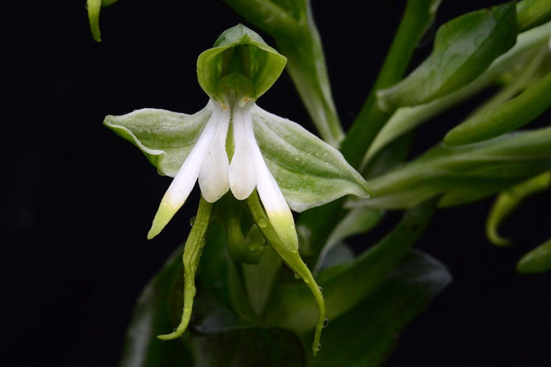 Bonatea speciosa orchid