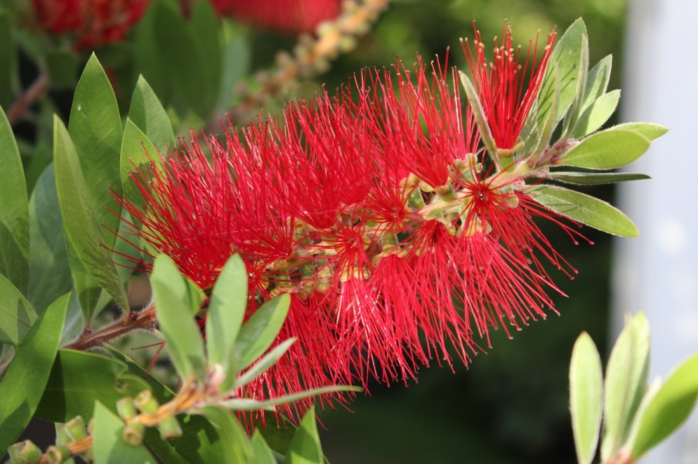 Callistemon rigidus cylinder cleaner