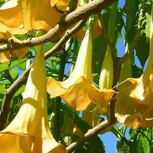 Brugmansia sanguinea Aurea Golden Angel Trumpet