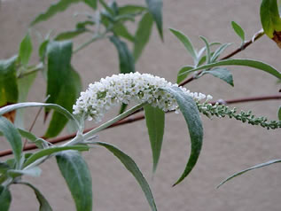 Buddleja asiatica