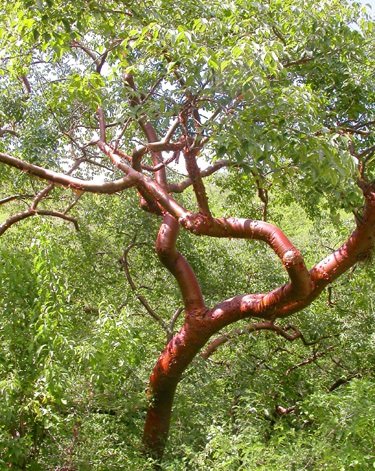 gumbo-limbo, copperwood, chaca, turpentine tree (Bursera simaruba