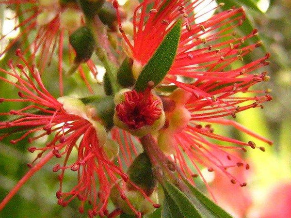 Callistemon rigidus cylinder cleaner
