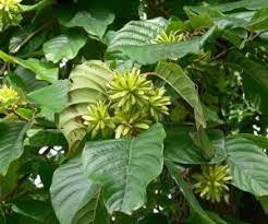 Camptotheca acuminata Happy Tree