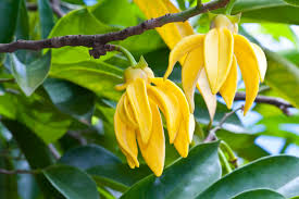 Cananga odorata-ylang ylang