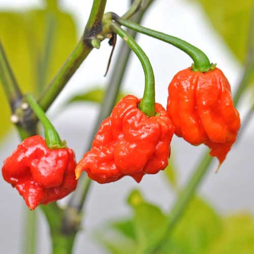 Chili Carolina Reaper