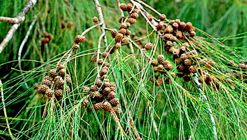 Casuarina equisetifolia