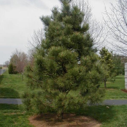 Casuarina equisetifolia