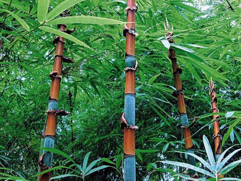 Cephalostachyum pergracile Tinwa Bamboo