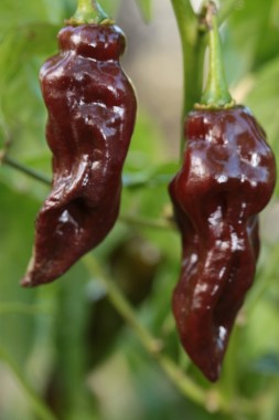 Chili Black Habanero