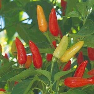 Chilli Cajun Tabasco