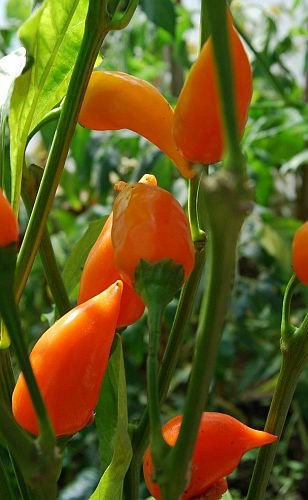 Chili Naranja Picante Habanero