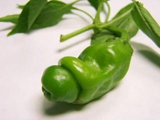 Chilli Peter Pepper green
