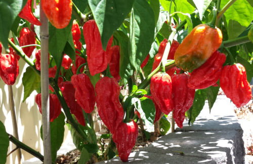 Chili Trinidad 7 Pot Barrackapore