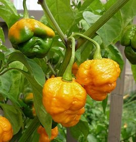 Chili Trinidad Yellow 7 pod
