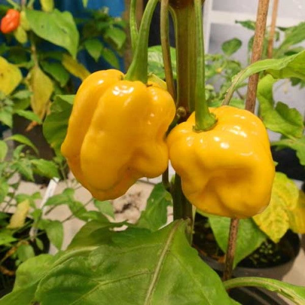 Chili Trinidad Moruga Yellow Scorpion