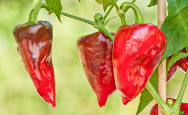 Chili Dulce Italiano