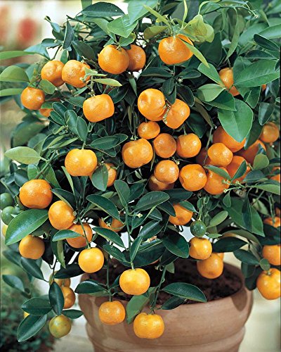 Citrus mitis
