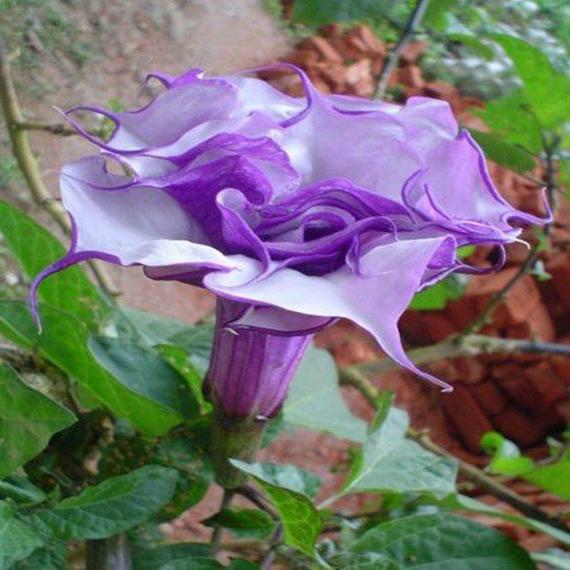 Datura Blackcurrent swirl
