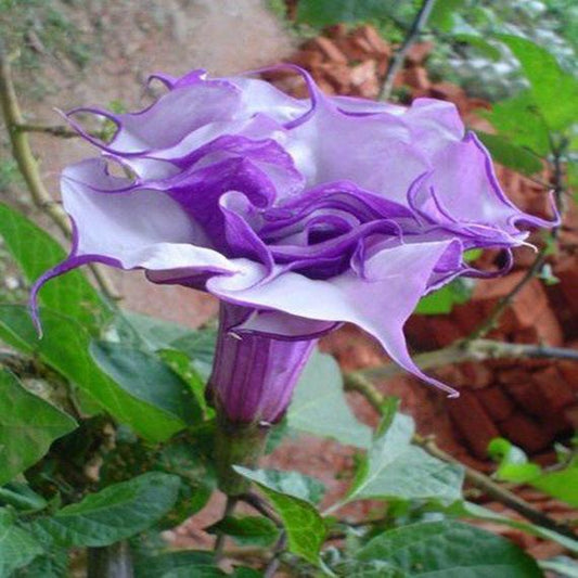 Datura Blackcurrent swirl