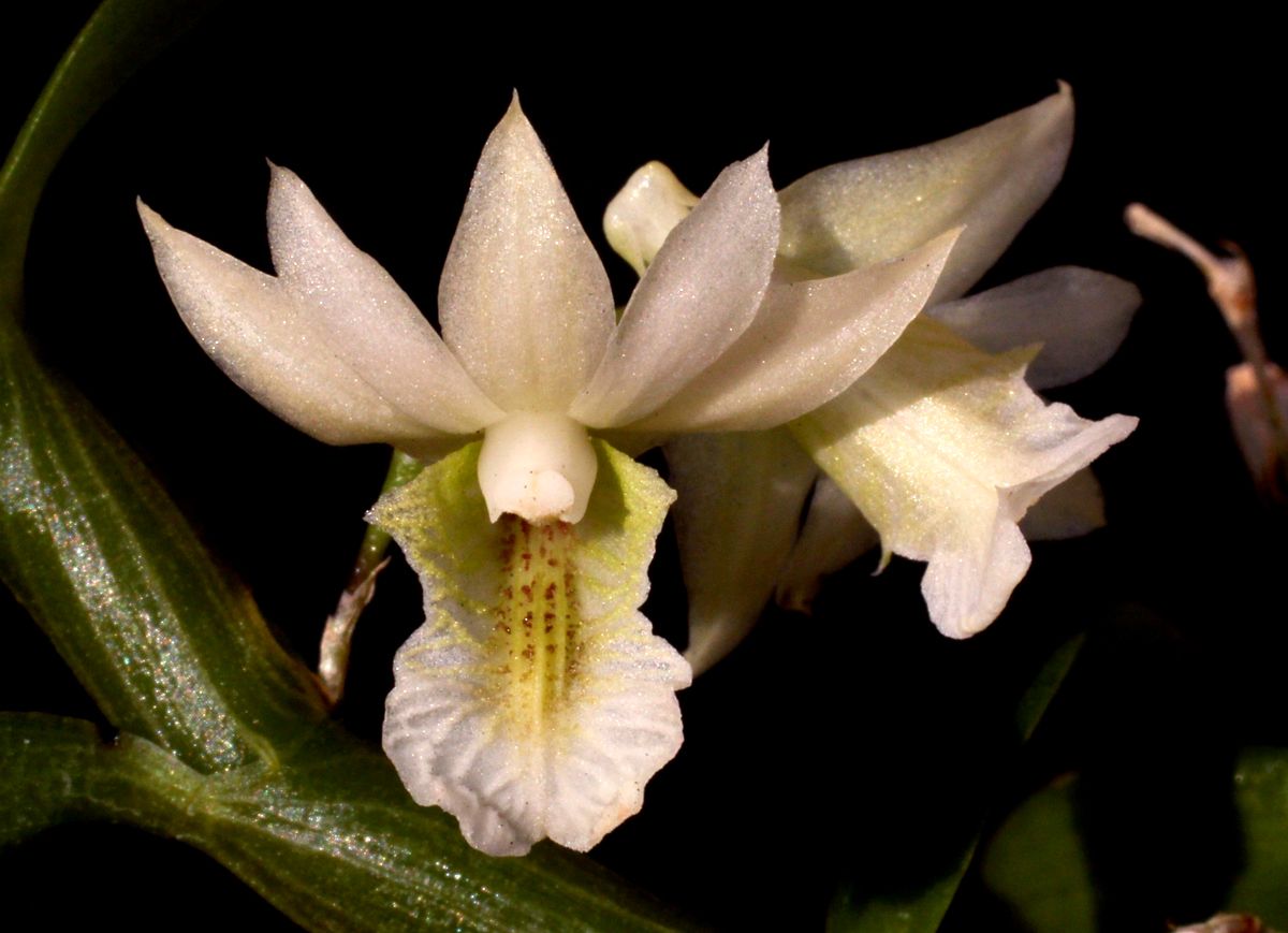 Dendrobium oligophyllum orchid