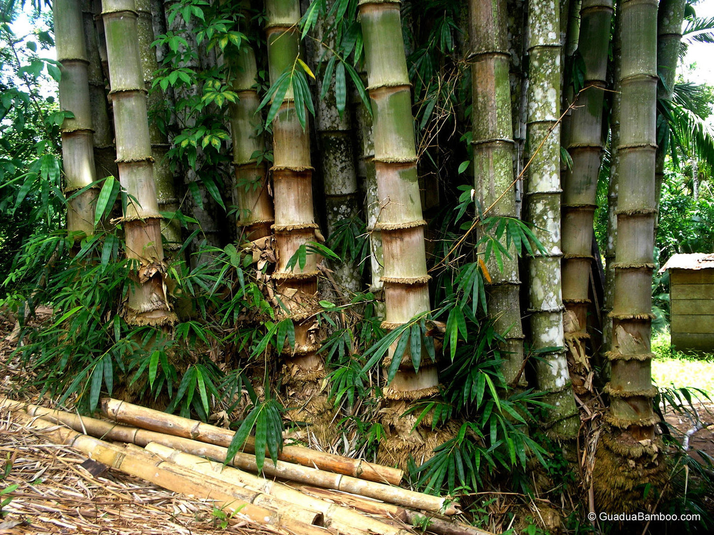 Dendrocalamus asper giant Bamboo