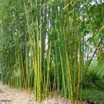 Dendrocalamus strictus