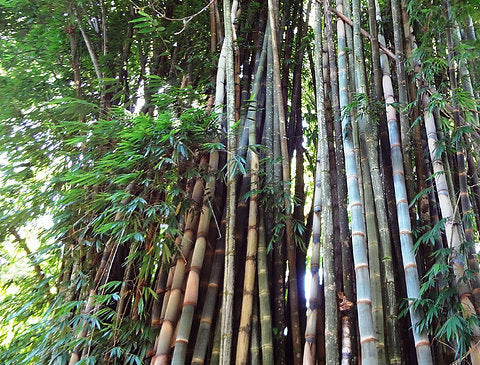 Dendrocalamus barbatus