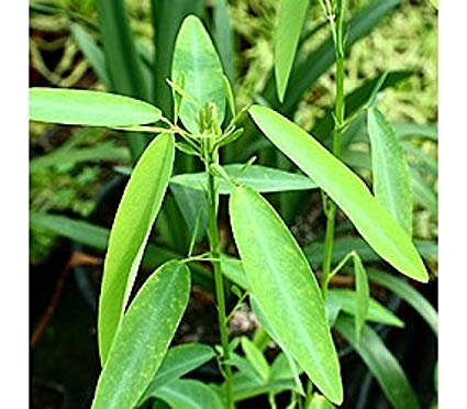 Desmodium gyrans