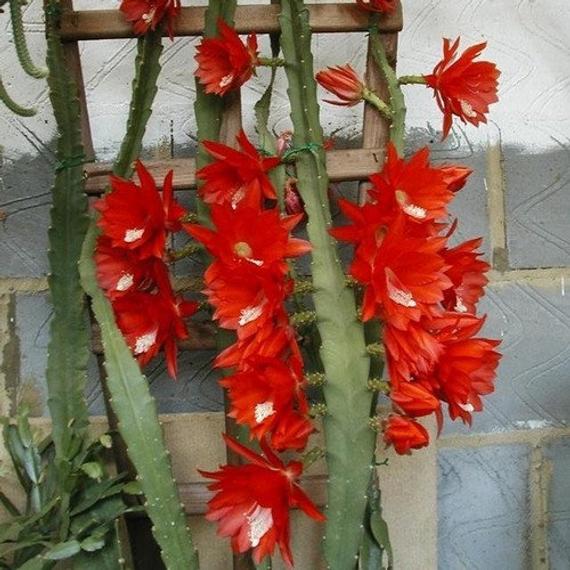 Disocactus ackermannii