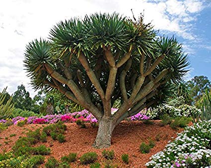 dracaena draco nz Dracaena draco – Dragon Tree – The Exotic Seed Emporium