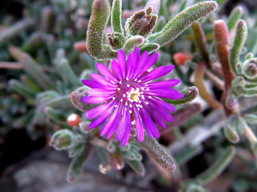 Drosanthemum ambiguum.