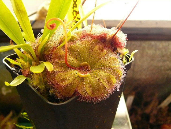 Drosera Spec. Floating