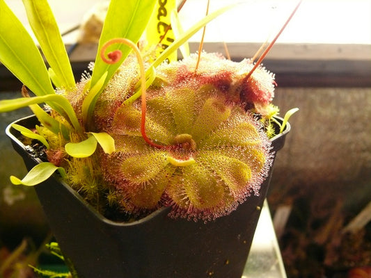 Drosera Spec. Floating