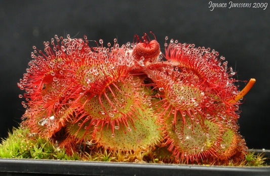 Drosera Spec. South Africa