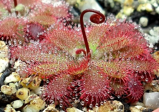 Drosera tomentosa