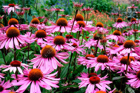 Echinacea purpurea