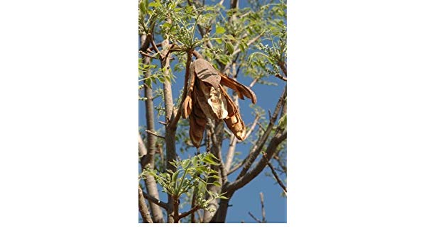 Entandrophragma caudatum