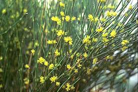 ephedra sinica plant seeds Ephedra sinica (Ma-Huang) – The Exotic Seed Emporium