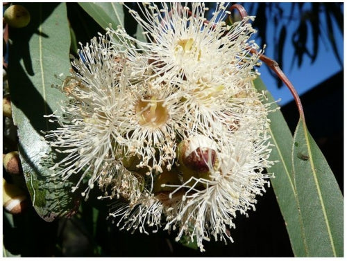 Eucalyptus Citriodora.