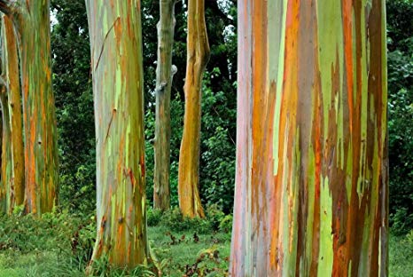 Eucalyptus deglupta - rainbow eucalyptus
