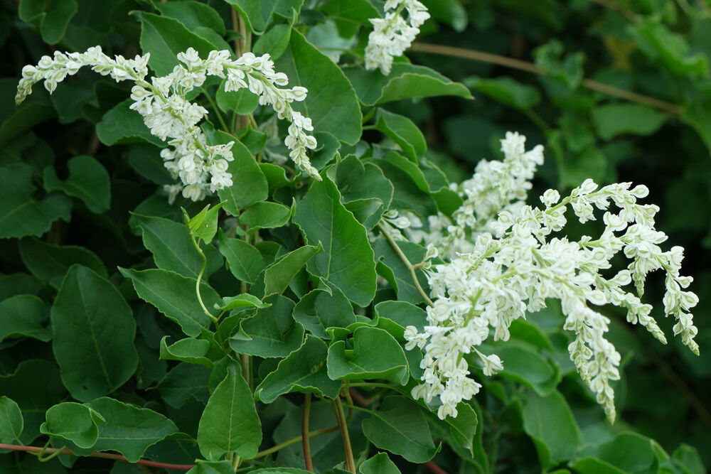 Fallopia multiflora