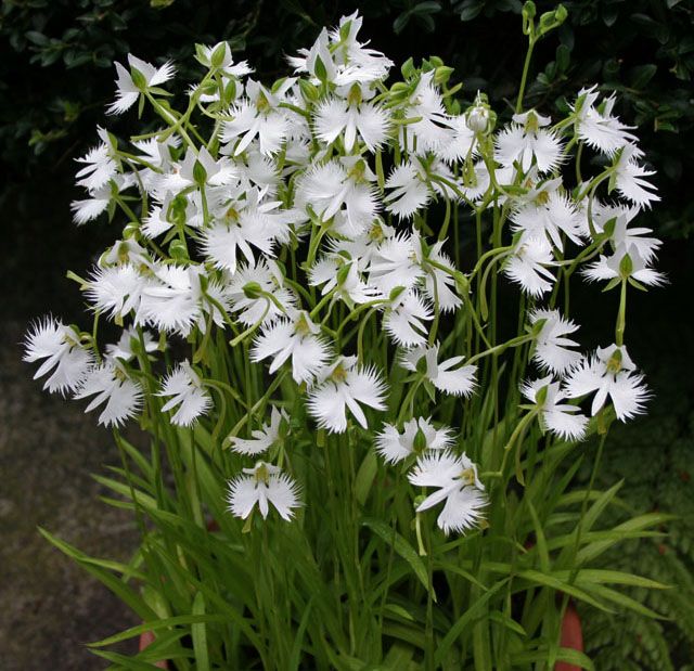 Habenaria radiata